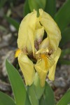 Iris reichenbachii ex. Prokletije II.JPG