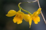 Dendrobium hancockii.jpg