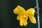 Dendrobium hancockii3.jpg