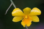 Dendrobium hancockii4.jpg