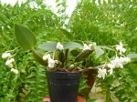 Dendrobium abberans-rostlina.JPG