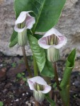 Arisaema-candidissimum.jpg