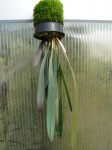 Masdevallia caesia-rostlina.JPG