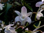 Kopie - orchideje 1487.jpg