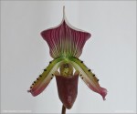 web.paphiopedilum.thailandense.txt.jpg