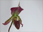 web.paphiopedilum.thailandense.side.txt.jpg