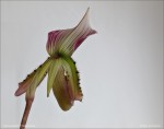 web.paphiopedilum.thailandense.back.side.txt.jpg