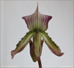 web.paphiopedilum.thailandense.back.txt.jpg