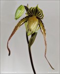web.paphiopedilum.praestans.txt.jpg