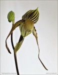 web.paphiopedilum.praestans.II.txt.jpg