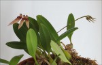 web.bulb.picturatum habitus.jpg