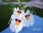 Miltoniopsis.jpg