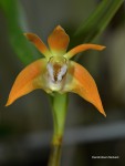 dendrobium fleckerii1.jpg