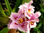 orchideje 1505.jpg