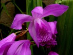 Bletilla striata.jpg