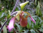 Paphiopedilum lowii..jpg