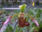 Paphiopedilum lowii.jpg