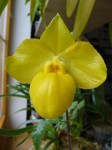 Paphiopedilum armeniacum.JPG