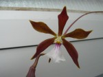 Encyclia triangulifera....JPG