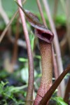 Cryptocoryne wendtii.jpg