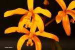 13-03-12 Laelia mixta.jpg