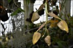 Stanhopea 3.jpg