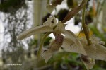 Stanhopea florida2a.jpg