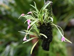 Masdevallia lamprotyria_forum.jpg