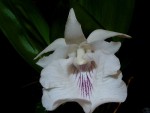 Cochleanthes amazonica.jpg