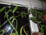 Orchidea vanilka.jpg