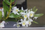 dendrobium.JPG