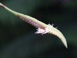 Bulbophyllum imbricatum.jpg