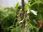 Bulbophyllum imbricatumX.jpg