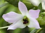 Dendrobium trantuanii.jpg