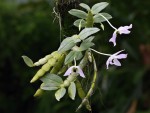 Dendrobium trantuaniiX.jpg