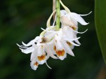 Coelogyne stricta.jpg