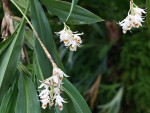 Coelogyne strictaX.jpg