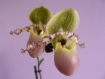 paphiopedilum_liemianum.JPG