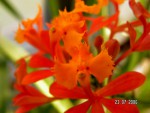 Epidendrum fulgens.jpg