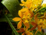 Epidendrum.jpg