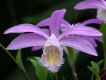 Pleione formosana 'Oriental Grace'.jpg