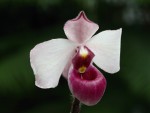 Paphiopedilum delenatii var. 'Red'.jpg