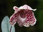 Paphiopedilum bellatulum.jpg