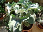 Kalanchoe beharensis.JPG