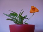 Masdevallia veitchiana x hirtzii.jpg