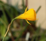 Narcissus bulbocodium_a_resize.jpg