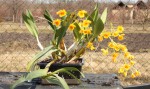 Dendrobium chrysotoxum_resize.jpg