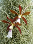 Encyclia pyriformis.JPG