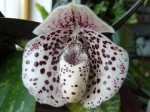 Paphiopedilum bellatulum 5.JPG