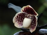 Paphiopedilum godefroyae-forum.jpg